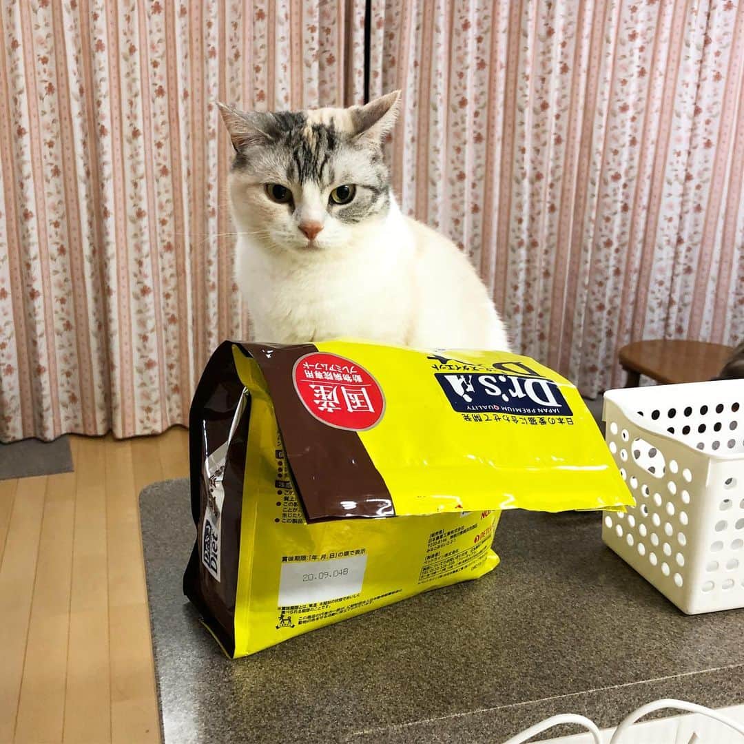 ホタテ＆クラム＆シラスのインスタグラム：「早くご飯！ #cat #neko #ScottishFold #猫 #ねこ #スコティッシュフォールド #catstagram #instagram #instagramjapan #ig_japan #igersjp」