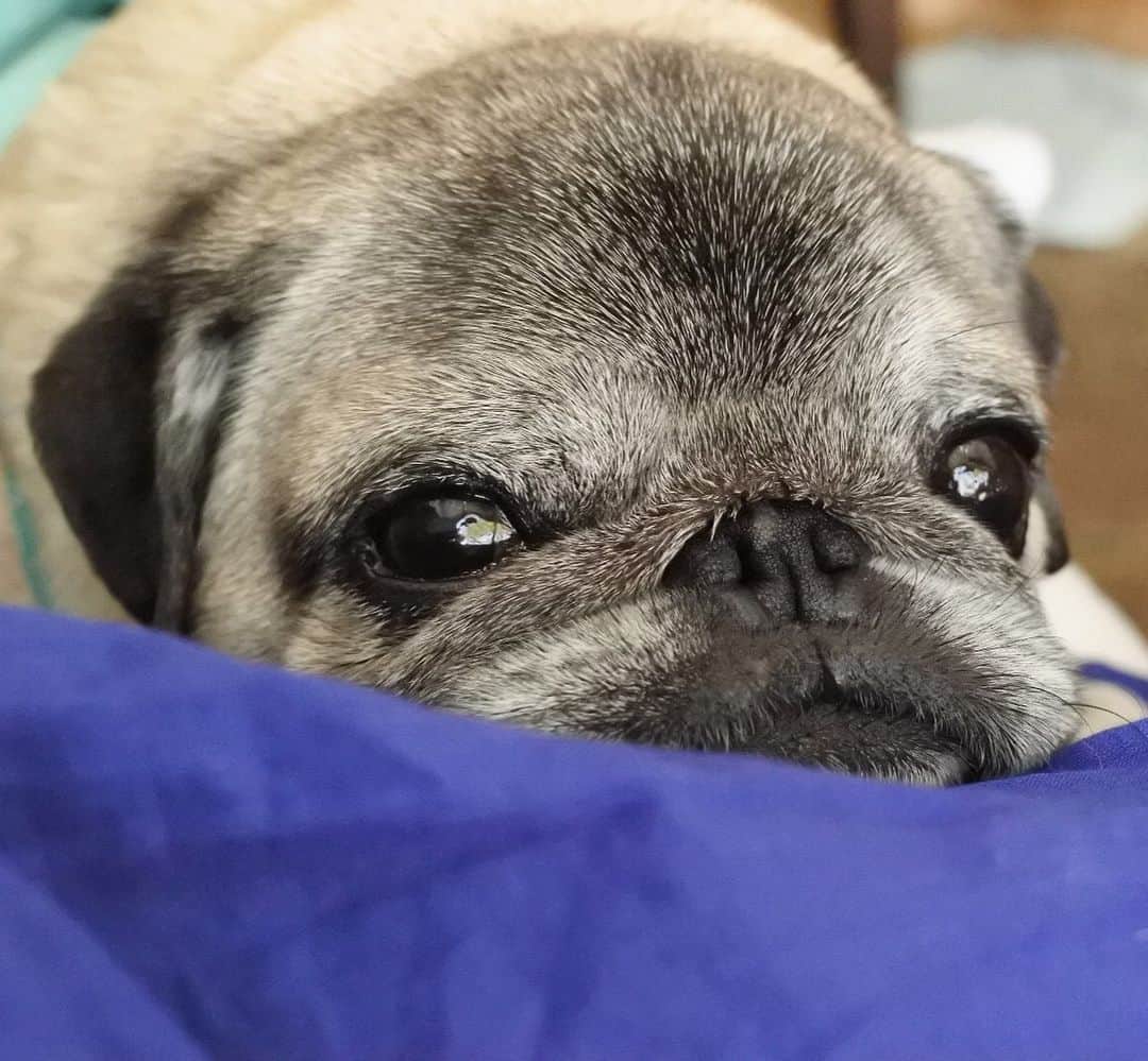 八兵衛のインスタグラム：「Hachibei💙 * * #ほぼ黒パグ #おじいちゃん犬 #パグ #pug #puggy #puglife #puglove #petstagram #pugstagram #pugsofinstagram #pugs #dog #ふわもこ部  @igersjp #IGersJP #east_dog_japan #pecoイヌ部 #八兵衛 #はちべえ #朝ワンコ夕ニャンコ #犬とカフェ」