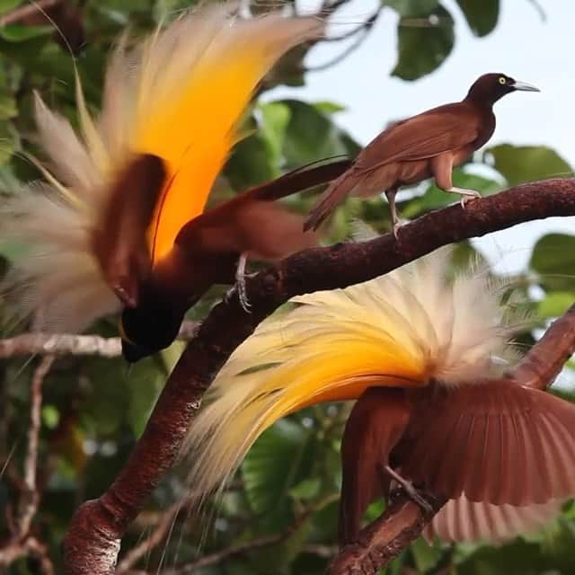 ナショナルジオグラフィックのインスタグラム