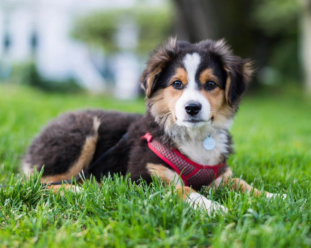 The Dogistさんのインスタグラム写真 - (The DogistInstagram)「Kip, Australian Shepherd (14 w/o), Duboce Park, San Francisco, CA • “He enjoys defying my will.”」5月14日 0時01分 - thedogist