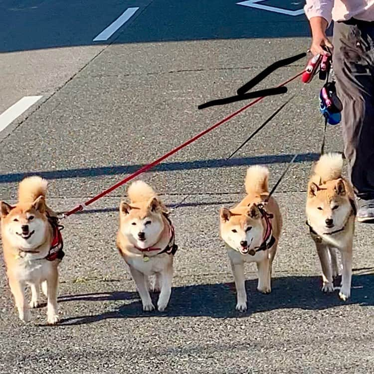 linnmamaさんのインスタグラム写真 - (linnmamaInstagram)「今日は愛犬の日❤️〜JKC(Japan Kennel Club)の前身団体が設立された日なんだそうです😊〜全く知らなかった😅〜毎日が愛犬の日の我が家には「あ、そうなんだ…」くらいのインパクトしかないけどね😘〜散歩のとき、いつも後ろから後頭部やオチリ🍑を見てる飼い主には、正面から撮った4柴たち、新鮮でした😍💖🥰❤️〜毎度親バカですみません🙇‍♀️ 〜コメントいただいて、気がつきました😅〜これは柴犬Gメン75だ💖#柴犬#dog#柴犬凜の勇気凜々every day#shibastagram#愛犬の日#gメン75」5月14日 0時07分 - linnmama