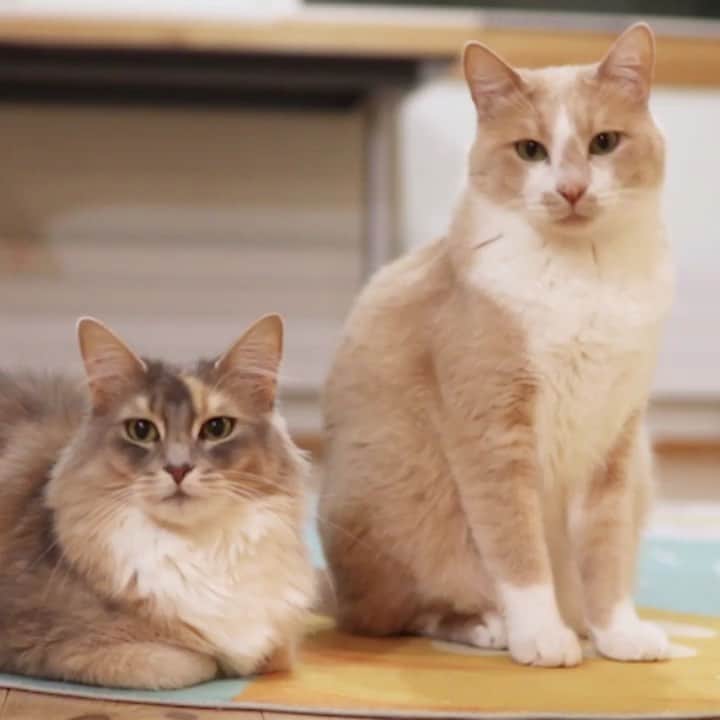 マアルのインスタグラム：「我が家のにゃんこ！左パール右きなこ🐈 #🐱 #猫 #ねこ #ネコ #もふもふ #ねこ部 #にゃんこ #猫部 #ふわもこ部 #にゃんすたぐらむ #ぬこ #にゃんだふるらいふ #かわいい #楽しい #ソマリ #茶白 #猫好きさんと繋がりたい #北海道 #旭川 #旭川市 #cats #catstagram #neko #catsagram #instagramjapan #somali」