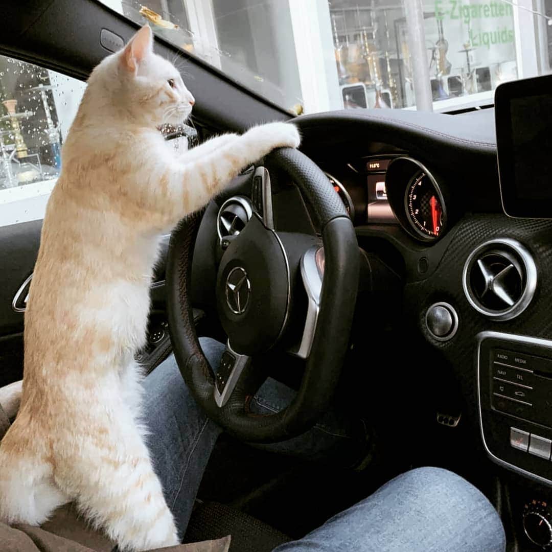 CatStockerのインスタグラム：「Hello! #catstocker is here!  Follow our FURRriend @iamincipearl  Scroll right for more pictures 👉 . . . . .  #cat #neko #mačka #chat #kočka #котка #kotek #kot #кіт #mače #кошка #кот #katze #gato #gatto #kissa #kattunge #猫 #고양이 #貓 #kedi #köttur #kissanpentu #חתול #кішка #kedicik #кошеня #gattino #子猫」