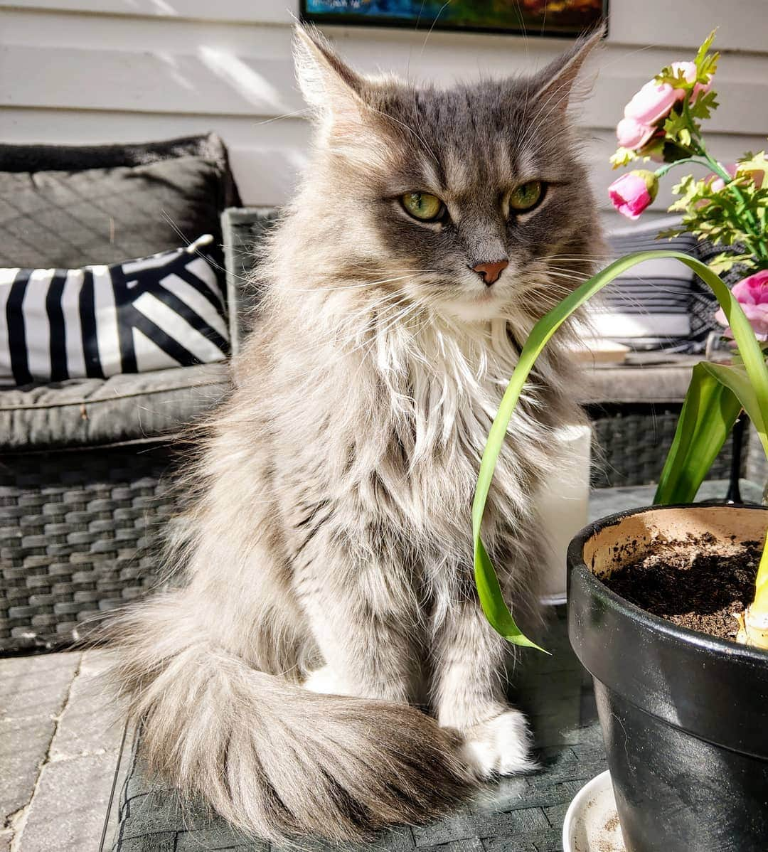 Nila & Miloさんのインスタグラム写真 - (Nila & MiloInstagram)「Greens are super healthy, I don't understand why I can't nibble on this plant, human?! #dontdoit #isaidno #eatyourgreens」5月14日 1時21分 - nilamilo