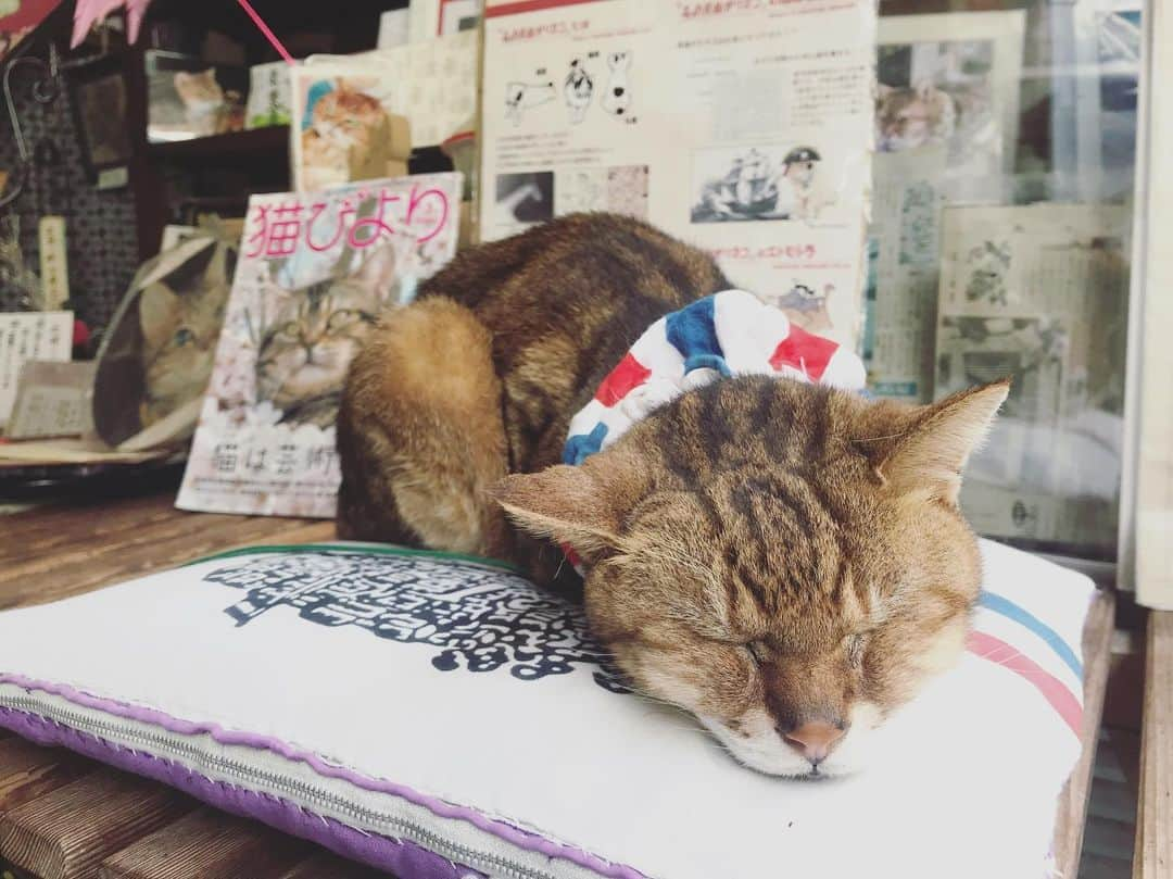 坂本美雨さんのインスタグラム写真 - (坂本美雨Instagram)「商店街のスター、クッキーちゃんとおしゃれなおかあさん、かわいかったな。 クッキーちゃん、およそ18歳だそう。数年前に体調を崩したけど持ち直して前より艶々になったそう。 長崎の猫たちはみんな尾曲がり猫って初めて知ったのでした。オランダに由来するそうだけど、貿易の歴史が今の猫にもこうして受け継がれているんだって、ぞくぞくするよねぇ。」5月14日 1時31分 - miu_sakamoto