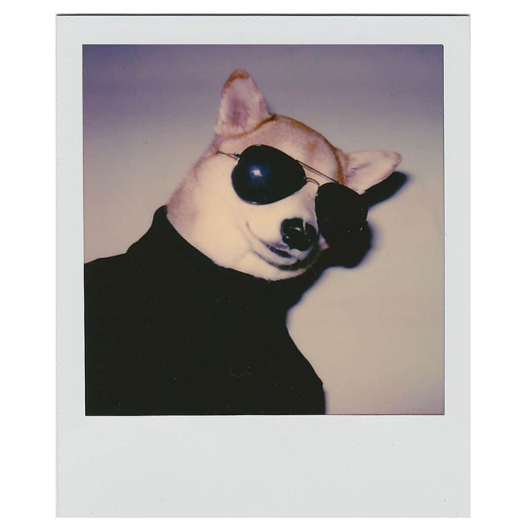 Menswear Dogさんのインスタグラム写真 - (Menswear DogInstagram)「Instant Legend 🕶⚡️ @polaroidoriginals」5月14日 1時32分 - mensweardog