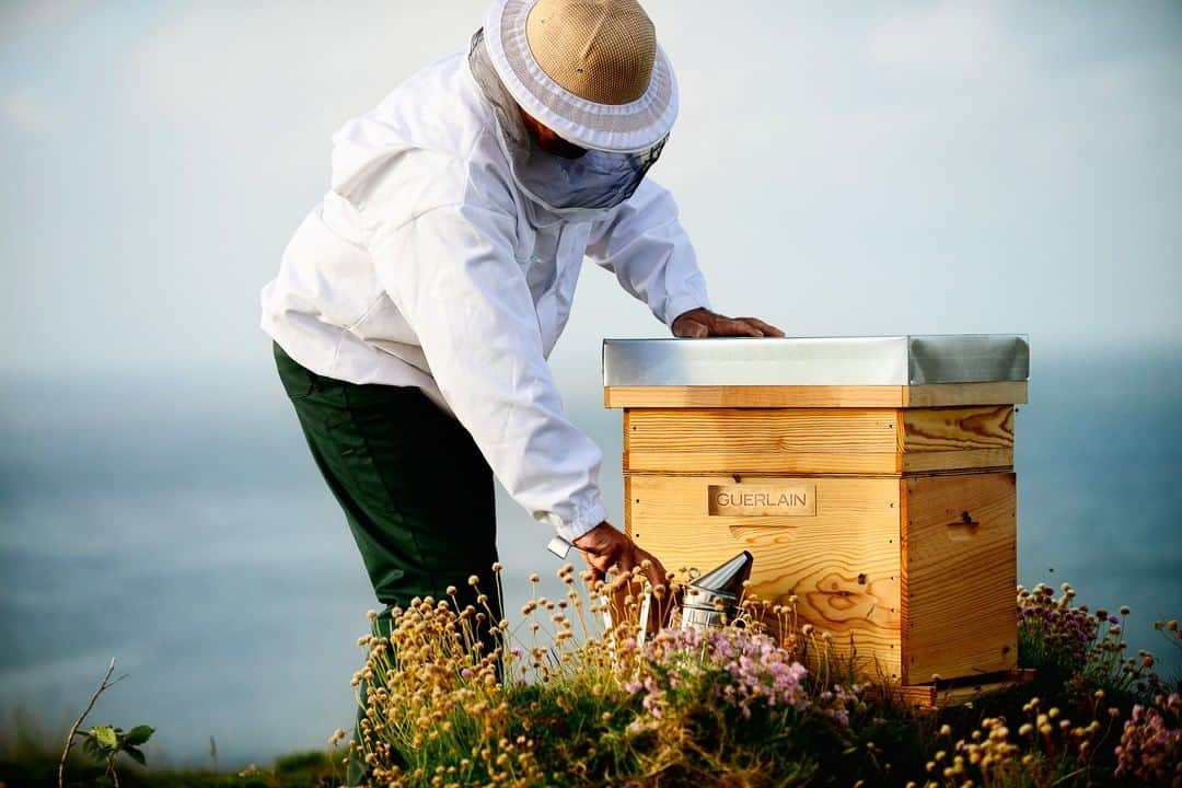 LVMHさんのインスタグラム写真 - (LVMHInstagram)「Guerlain stands for Biodiversity @Guerlain is actively engaged in protecting the bee, a species with symbolic resonance for the perfume house. The Maison’s symbol since 1853, the bee is today a threatened species.  Since 2011, Guerlain has been supporting the Brittany Black Bee Conservatory (ACANB), acting to protect the Apis Mellifera Mellifera, a species of black bee from the Island of Ouessant, and preserve the uniquely rich Ouessant ecosystem designated a “biosphere reserve” by UNESCO. Guerlain set up a sustainable development philanthropy program to help fund beekeepers, promote and communicate the importance of their work, and provide legal support to better protect the bees.  _ #Guerlain #Biodiversity #Ouessant #Environment #LVMH」5月14日 1時45分 - lvmh