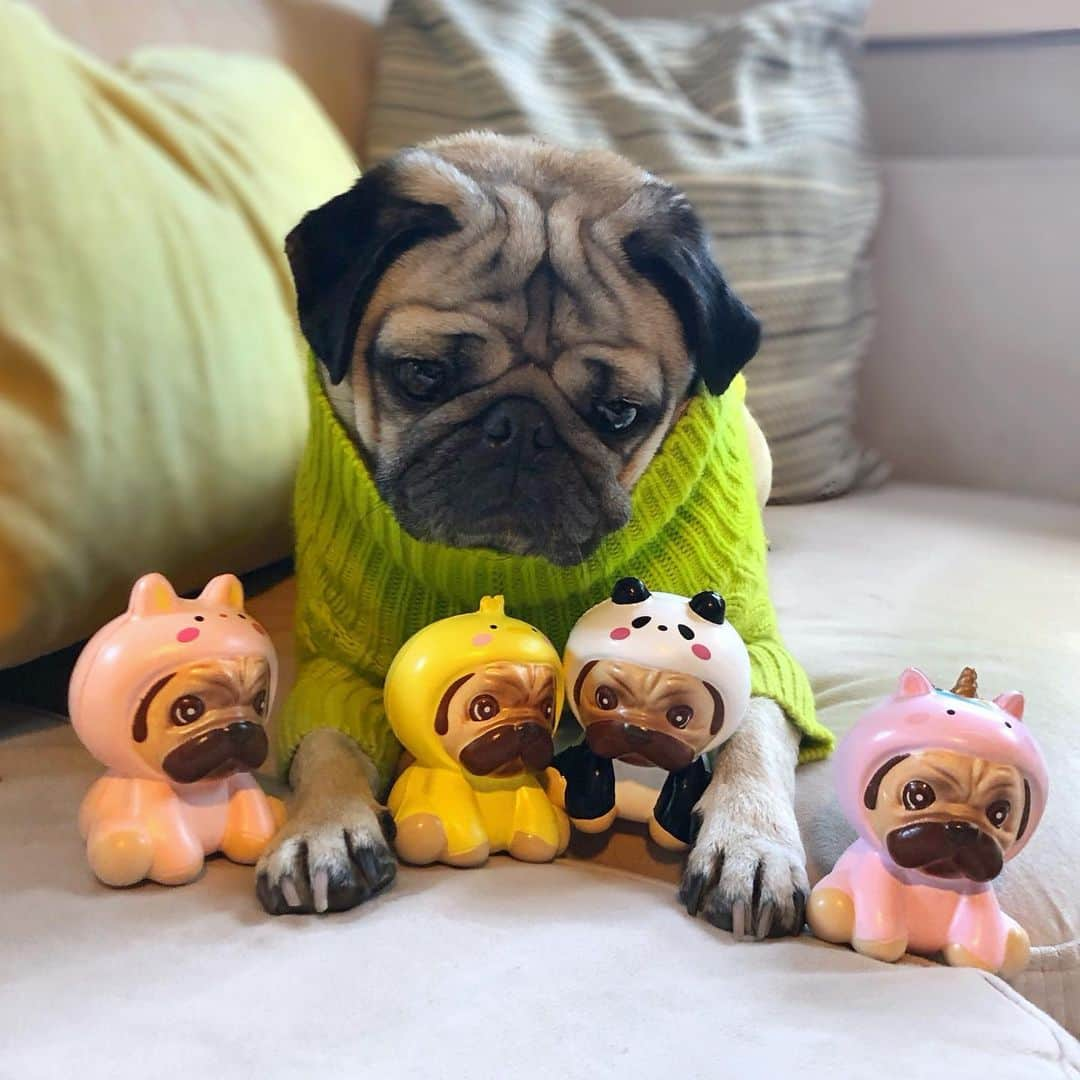 itsdougthepugのインスタグラム