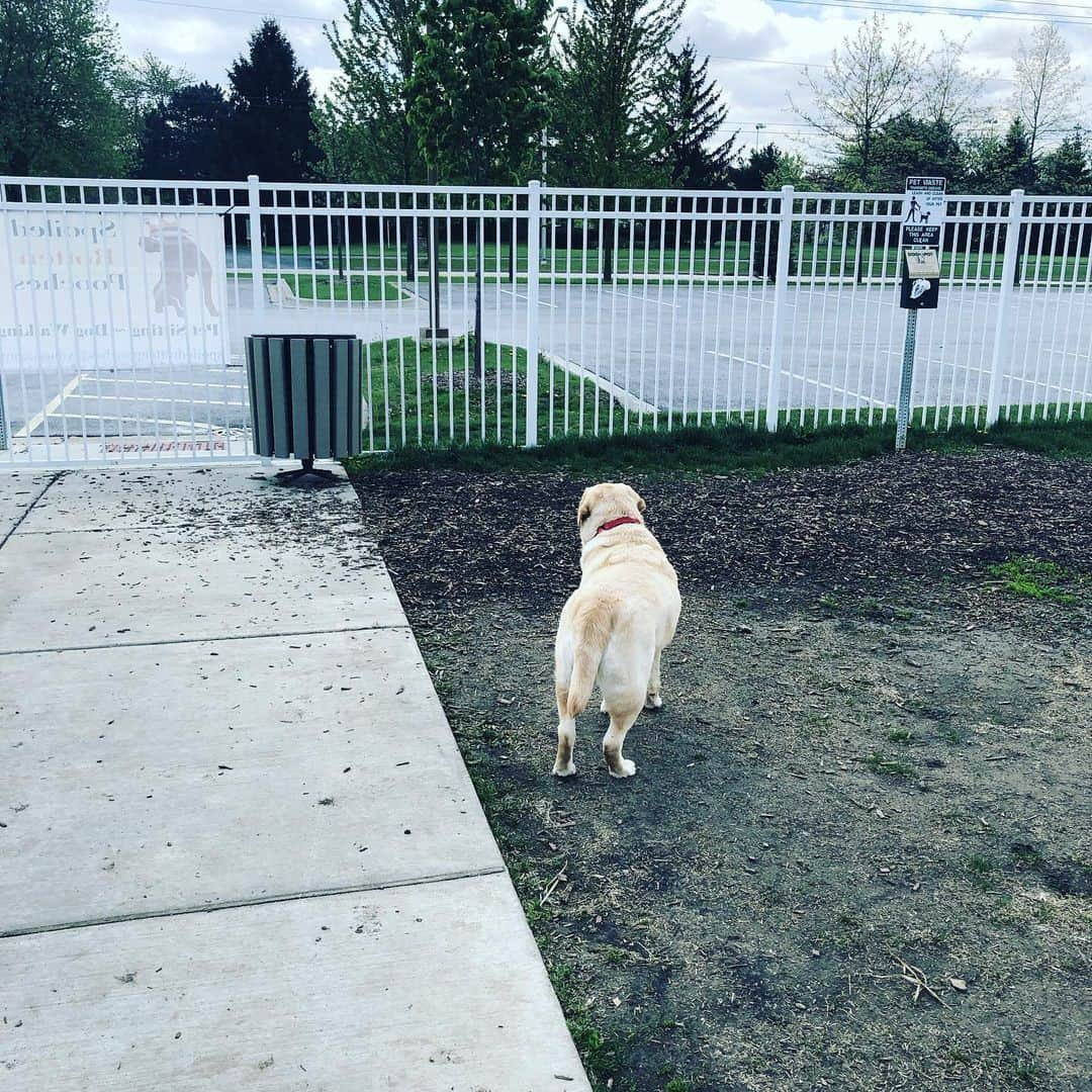 ブライアン・バリントンのインスタグラム：「That “at the dog park all by yourself vibe.”」