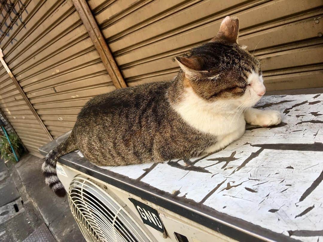 GO!皆川さんのインスタグラム写真 - (GO!皆川Instagram)「散歩。  #猫 #ヘアーサロン #安っ #タラキッチン」5月14日 2時10分 - go_minagawa