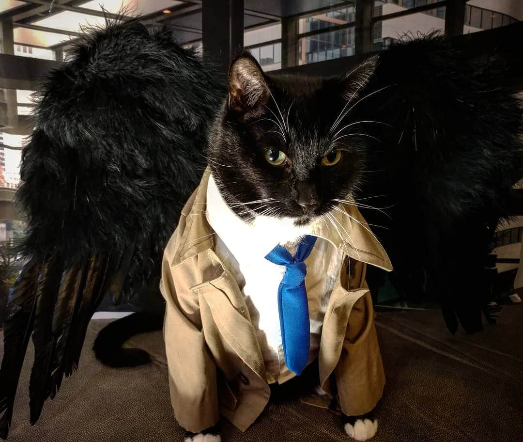 猫コスプレさんのインスタグラム写真 - (猫コスプレInstagram)「“What a brave little ant you are.” ~ Cat-stiel  #Castiel #Supernatural . . . . . . #castielcosplay #catcosplay #supernaturalcosplay #spn #spncosplay #spnfamily #cosplay #catcostume #castieltheangel #angel #cat」5月14日 2時16分 - cat_cosplay