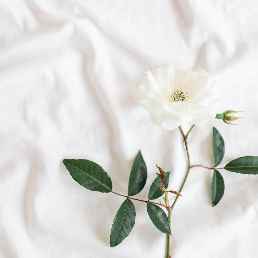 ローレン・コンラッドのインスタグラム：「So excited my @lclaurenconrad line now includes organic cotton sheets! I love sleeping on them and I hope you will too🌿」
