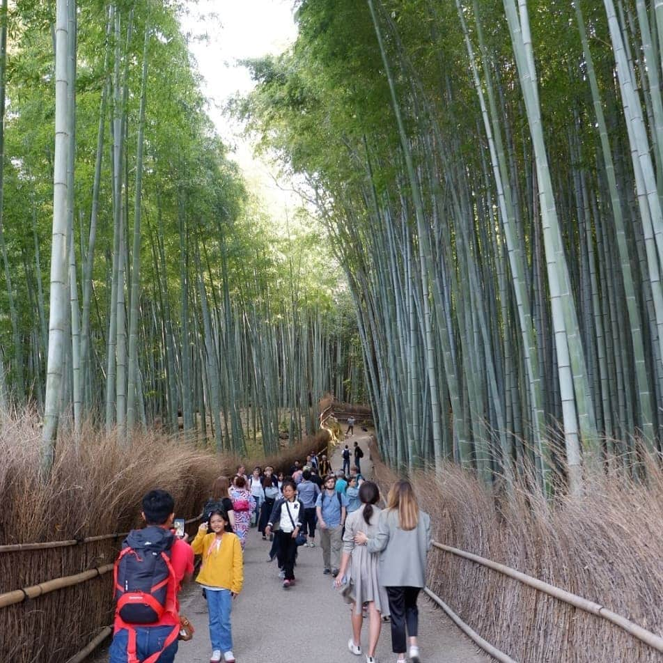 シャルレーヌ・ギニャールさんのインスタグラム写真 - (シャルレーヌ・ギニャールInstagram)「Memories of our first day in Kyoto 🤩🤗 #kyoto #japan #🇯🇵 #vacation #memories #sohappy #beautiful #icecream #matcha #loveit #bambooforest #arashiyama #monkeys #kimonoforest」5月14日 3時33分 - charleneguignard