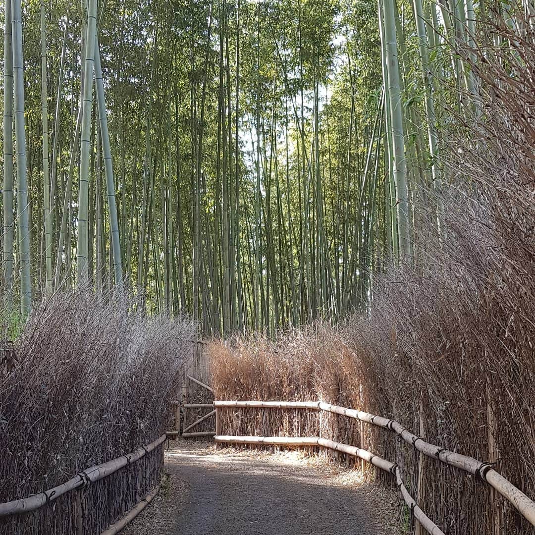 シャルレーヌ・ギニャールさんのインスタグラム写真 - (シャルレーヌ・ギニャールInstagram)「Memories of our first day in Kyoto 🤩🤗 #kyoto #japan #🇯🇵 #vacation #memories #sohappy #beautiful #icecream #matcha #loveit #bambooforest #arashiyama #monkeys #kimonoforest」5月14日 3時33分 - charleneguignard