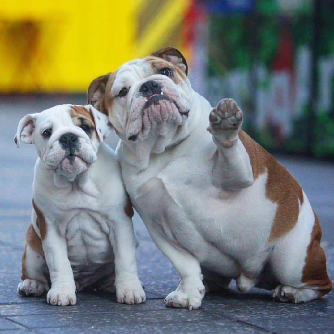 Bodhi & Butters & Bubbahさんのインスタグラム写真 - (Bodhi & Butters & BubbahInstagram)「Look at all the hoomans working so their bulldogs can have better lives 💕 . . . . #work #so #your #bulldog #can #have #a #better #life #monday #motivation #dogsofinstagram #love @sugarbearthebully @kingbentleythebulldog」5月14日 3時47分 - keonistuff