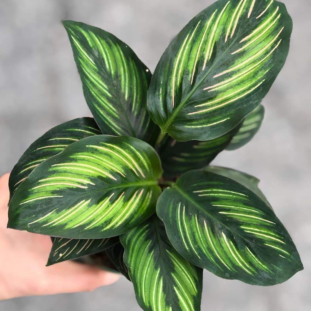 The Louunのインスタグラム：「#Calathea #calatheabeautystar available now 😊🌿#new」