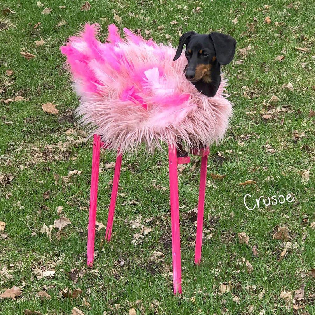 Crusoe the Celebrity Dachshundさんのインスタグラム写真 - (Crusoe the Celebrity DachshundInstagram)「“Ever seen a four-legged Flamingo before? Now u have. You’re welcome. Show a friend, too.” ~ Crusoe」5月14日 4時24分 - crusoe_dachshund