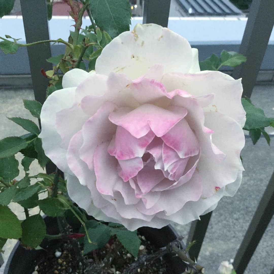 柴田淳さんのインスタグラム写真 - (柴田淳Instagram)「今にも歯が出てきそうな子😅 この子だけ、こんなグラデーション付いてました。 #薔薇 #rose #ファンシーイヴニング #現実の色味に寄せて調整してます」5月14日 4時42分 - shibatajun_official
