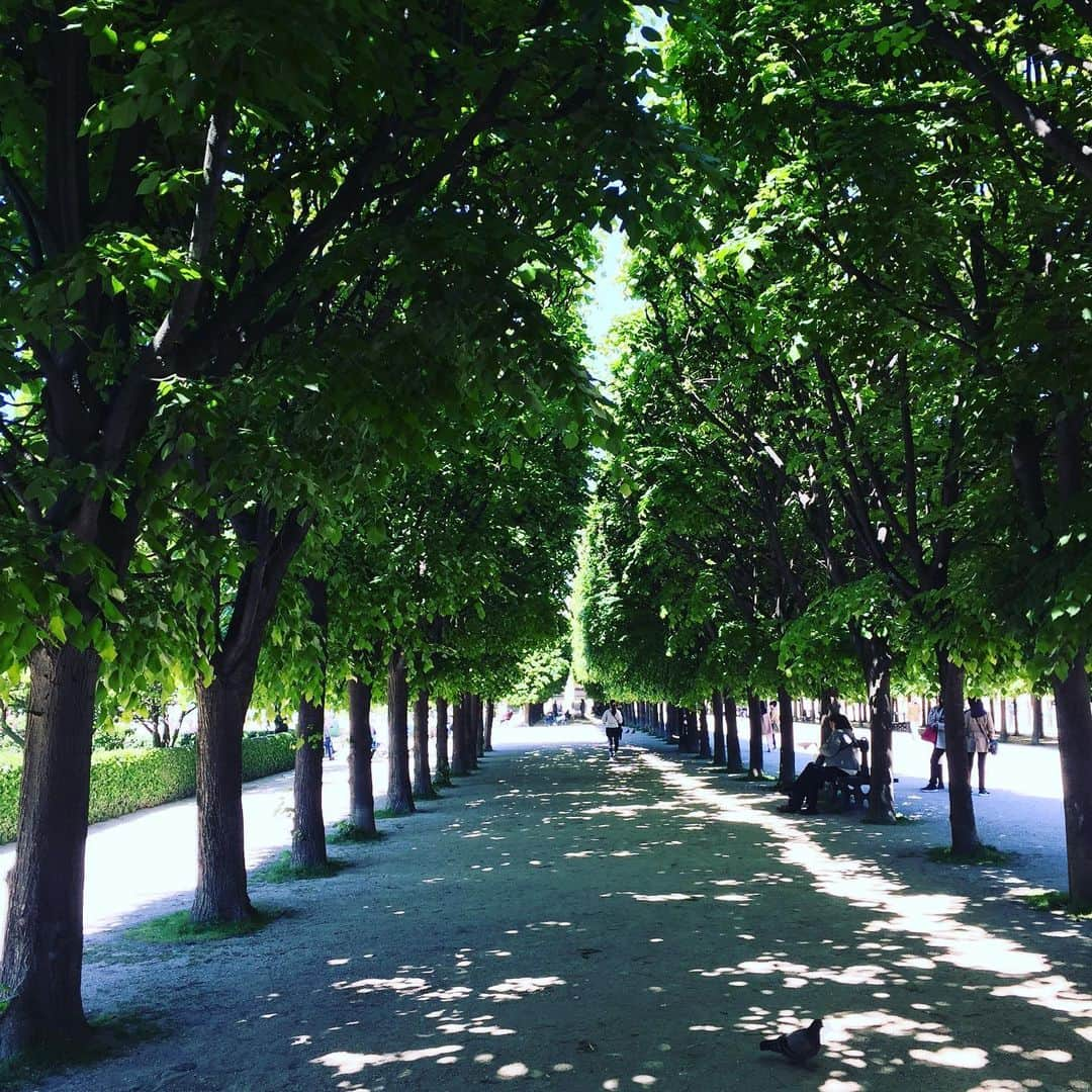 大森美希さんのインスタグラム写真 - (大森美希Instagram)「#sunnyday ☀️ #beautemps 🍀#palaisroyal #paris #parislife #spring #printemps #green #vert 🍀🍀🍀#laviequotidienne #やっと晴れた 😄 #いい天気 #晴れの日 #パレロワイヤル #パリ #パリ散歩 #パリところどころ #パリ生活 #緑 #若葉 #新緑」5月14日 5時06分 - mikiomori_