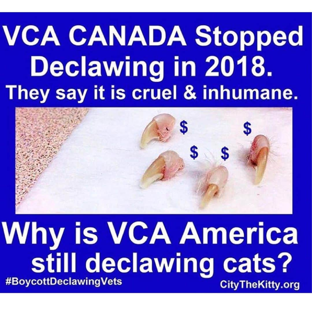 City the Kittyさんのインスタグラム写真 - (City the KittyInstagram)「Why is @vca U.S still allowing declawing in their animal hospital$?😾 @vca_canada stopped declawing a year ago because they say it is inhumane.  Will you please take 60 seconds to sign the petition that’s on the link on my bio. 🙏🏻❤️ Also respectfully ask VCA U.S why they are still performing and profiting from this mutilating and harmful amputation procedure in their American veterinary hospitals.  #takethehighroad #vcapets #vcaanimalhospital #pawsneedclaws #stopdeclawing  VCA U.S doesn’t seem to post that many cat photos on their Instagram compared to VCA Canada.  Could it be that they are more into the welfare of dogs than cat$? We can’t figure this out. 😿💔 #educate」5月14日 5時11分 - citythekitty