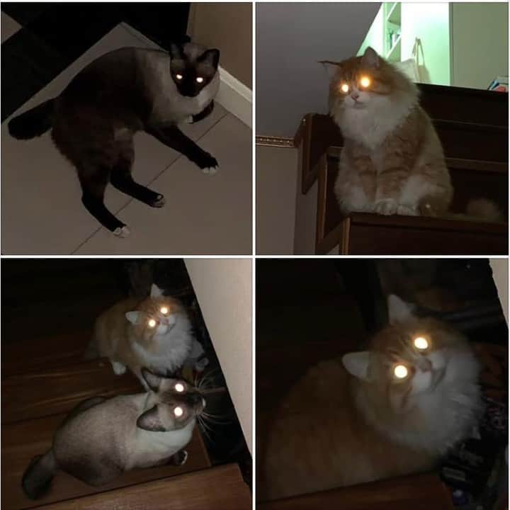 Aww Clubのインスタグラム
