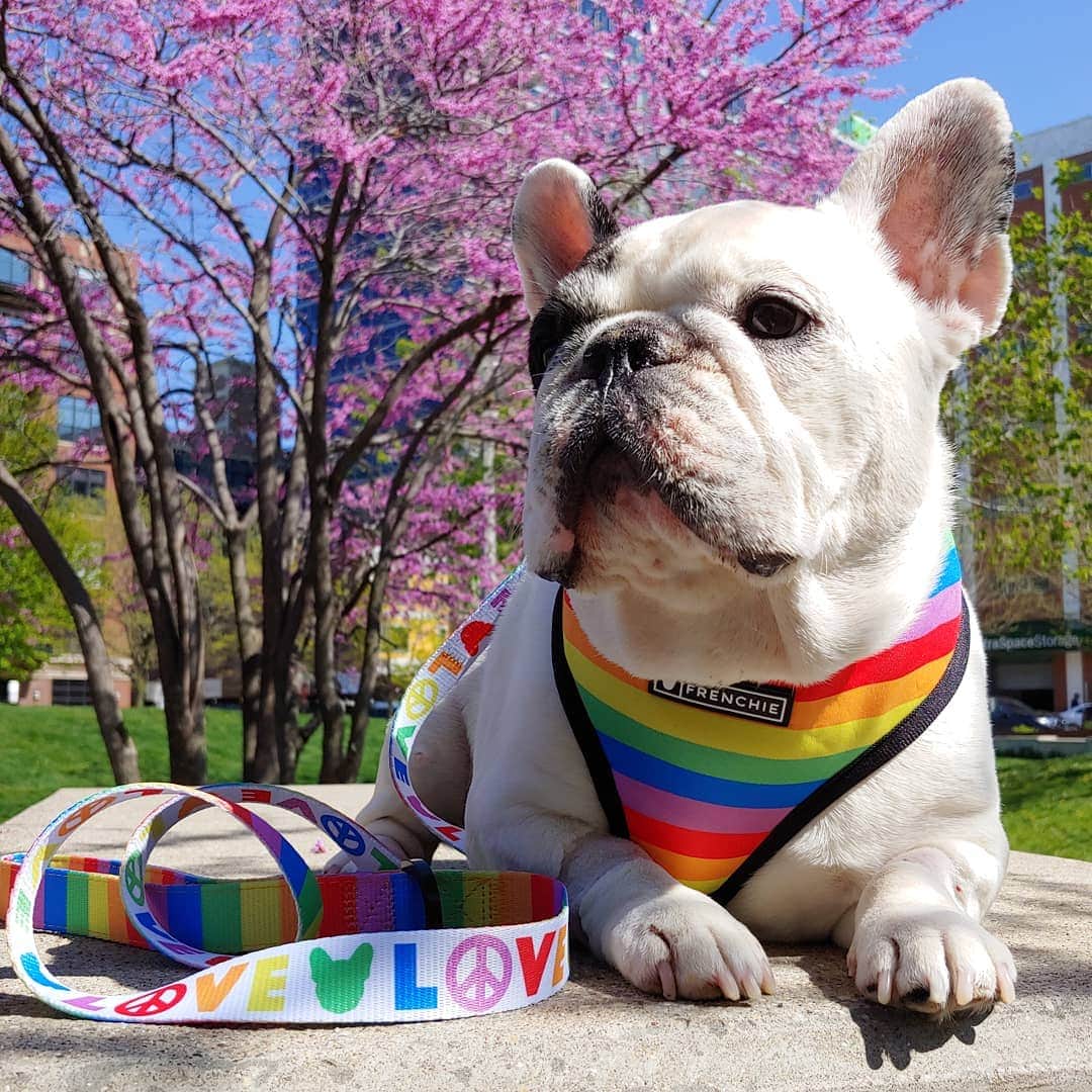 Manny The Frenchieのインスタグラム：「I know, I'm kind of a model. 😉」