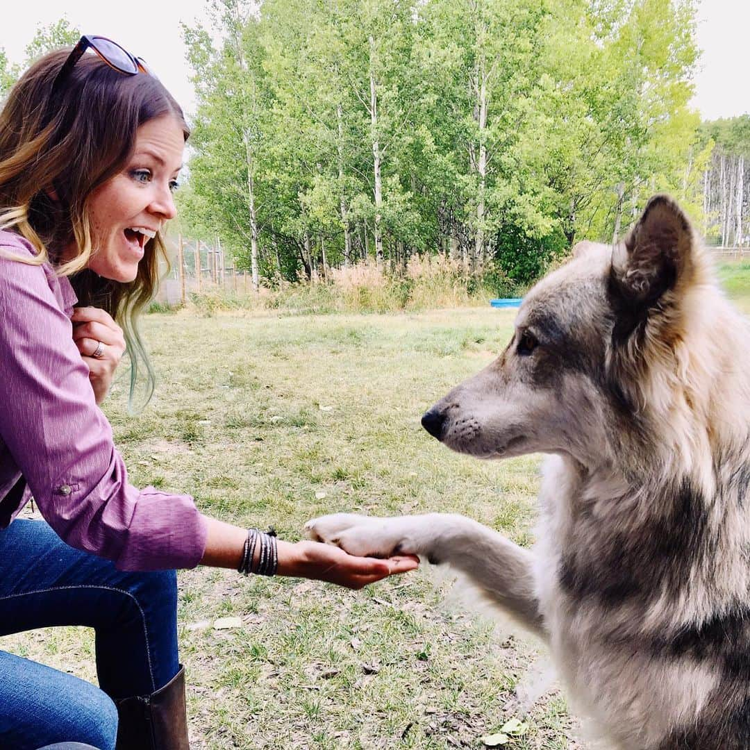 ジュリアナ・デヴァーさんのインスタグラム写真 - (ジュリアナ・デヴァーInstagram)「You know nothing, Jon Snow. I would’ve said goodbye. 😭  First, please let this be a no-spoiler zone, because truth be told, Jon Snow not saying goodbye to Ghost was the last episode I saw before I got back on the road.  All I know is that every time I leave, I hug my dogs goodbye and snuggle them. And maybe cry into their fur. What?  if you want to meet real wolves, and you are in Alberta, Canada, check out the Yamnuska WolfDog Sanctuary.  Shows like #GameofThrones unwittingly make the idea of owning a wolf or a wolf dog popular, but they are not well suited for suburban life.  Many high and even low content wolf dogs don’t wind up living out their full life with their original owners. That’s why sanctuaries like Yamnuska are so important.  if you are in Alberta, please stop by and visit these gorgeous creatures. If you are in the United States please help keep them on the endangered species list. We can’t live without wolves. They are vital to our eco-system and it’s up to us to save them.  #wolf #direwolf #jonsnow #yamnuskawolfdogsanctuary #albertacanada #julianadever #cleverdever #cleverdeverwherever #travel #canada #alberta #explorecanada #explorecanada🍁 #visitalberta #wolves」5月14日 6時56分 - cleverdeverwherever