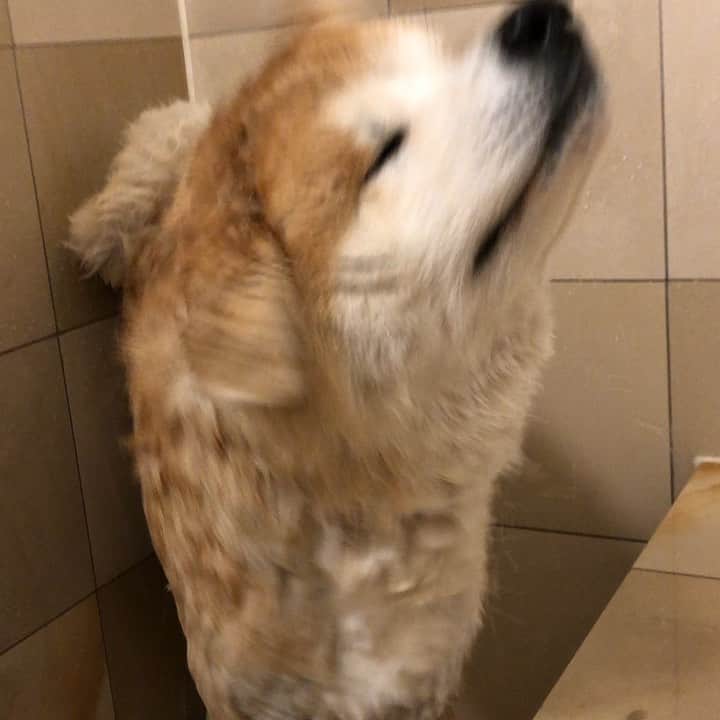 Mikkaのインスタグラム：「Obviously he’s not a big fan, but it’s shower time. 🚿🐶☀️」