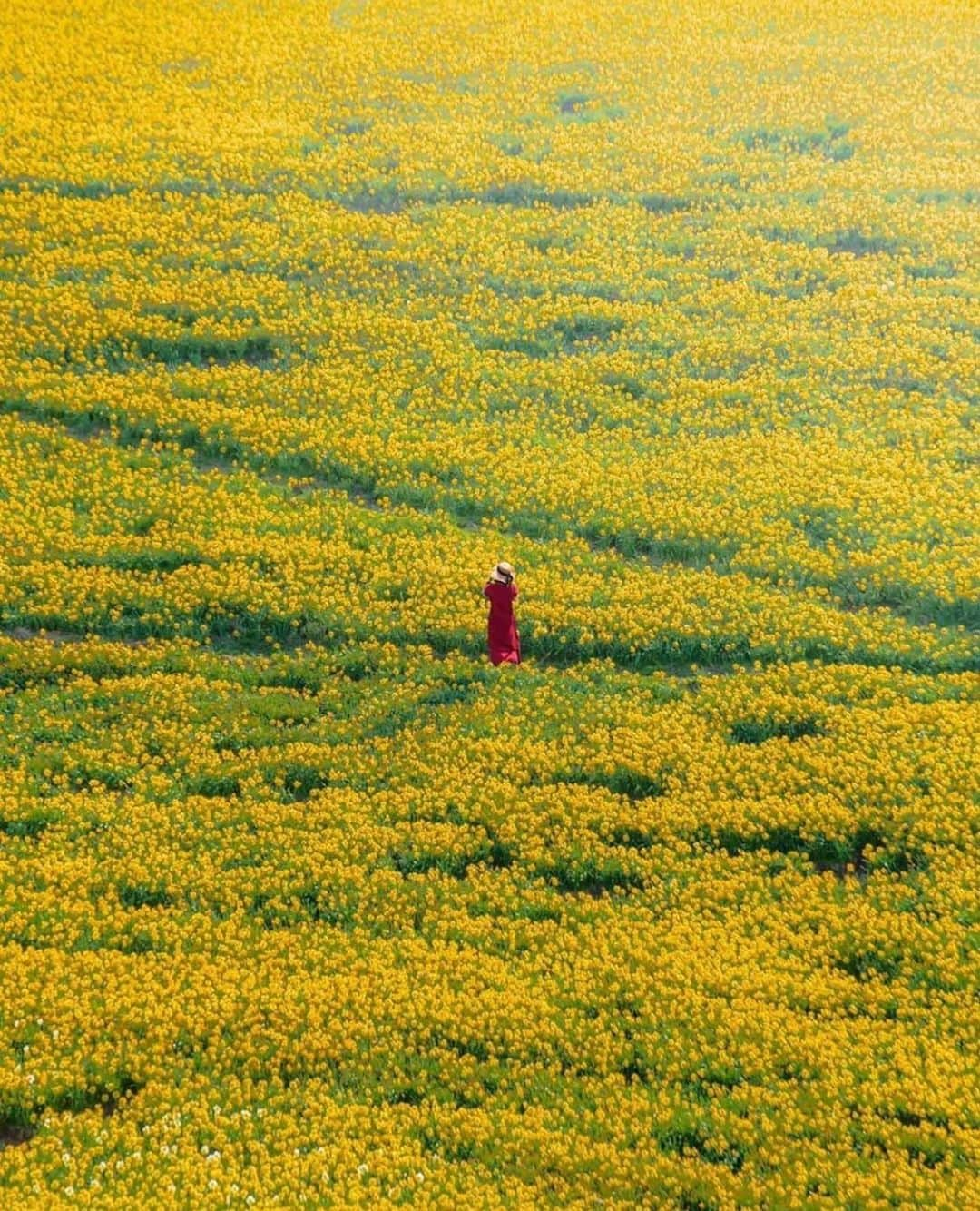 aumoさんのインスタグラム写真 - (aumoInstagram)「【#花の絨毯×#日本の絶景】 . 滋賀県にある「#びわ湖バレイ」にて撮影されたお写真📸 30万球のスイセンが咲くこちらの丘は、まさに花の絨毯🌼一度は自分の目で見てみたい絶景ですよね😯✨ . Credit：@choro.rin さん 素敵なお写真をありがとうございます！ . あなたが撮影した素敵な写真に 「#aumo」を付けて教えてください♡ あなたの投稿が明日紹介されるかも♪ . aumoアプリは毎日配信！おでかけや最新グルメなどaumo読者が気になる情報が満載♡ ダウンロードはプロフィールのURLから✔︎ (iPhone&Android版) . . #滋賀旅行#滋賀観光#琵琶湖#スイセン#スイセンの丘#日本の景色 #インスタ探検隊 #女子旅#絶景#絶景スポット#旅 #風景写真#旅人の交換日記#ダレカニミセタイケシキ #東京カメラ部 #カメラ女子部#東京カメラガール#旅行好き#旅好きの人と繋がりたい#カメラ撮ってる人と繋がりたい#あなたとみたい景色#フォトジェニック #国内旅行 #国内旅行好きな人と繋がりたい」5月14日 17時26分 - aumo.jp