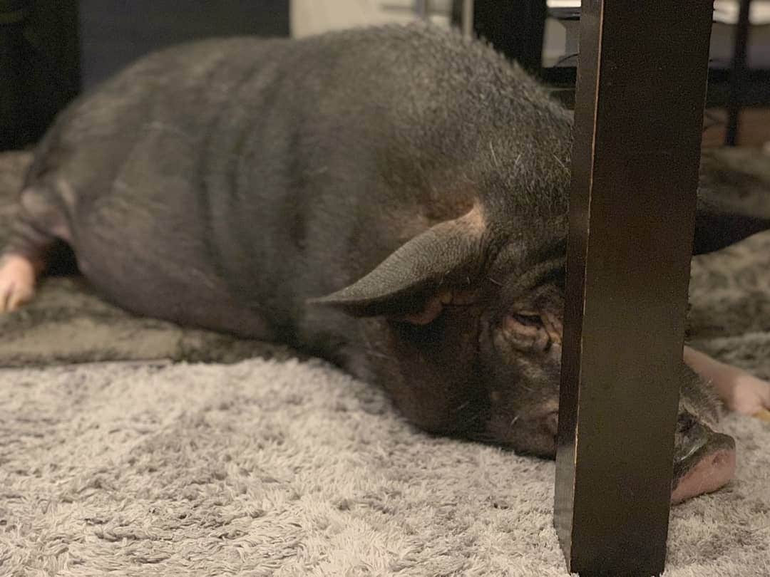 前園真聖さんのインスタグラム写真 - (前園真聖Instagram)「ダイニングテーブルの下で寝そうになるセブン🐽💤 #セブン #ミニブタ #minipig #minipiglife  #前園真聖」5月14日 17時38分 - maezono_masakiyo