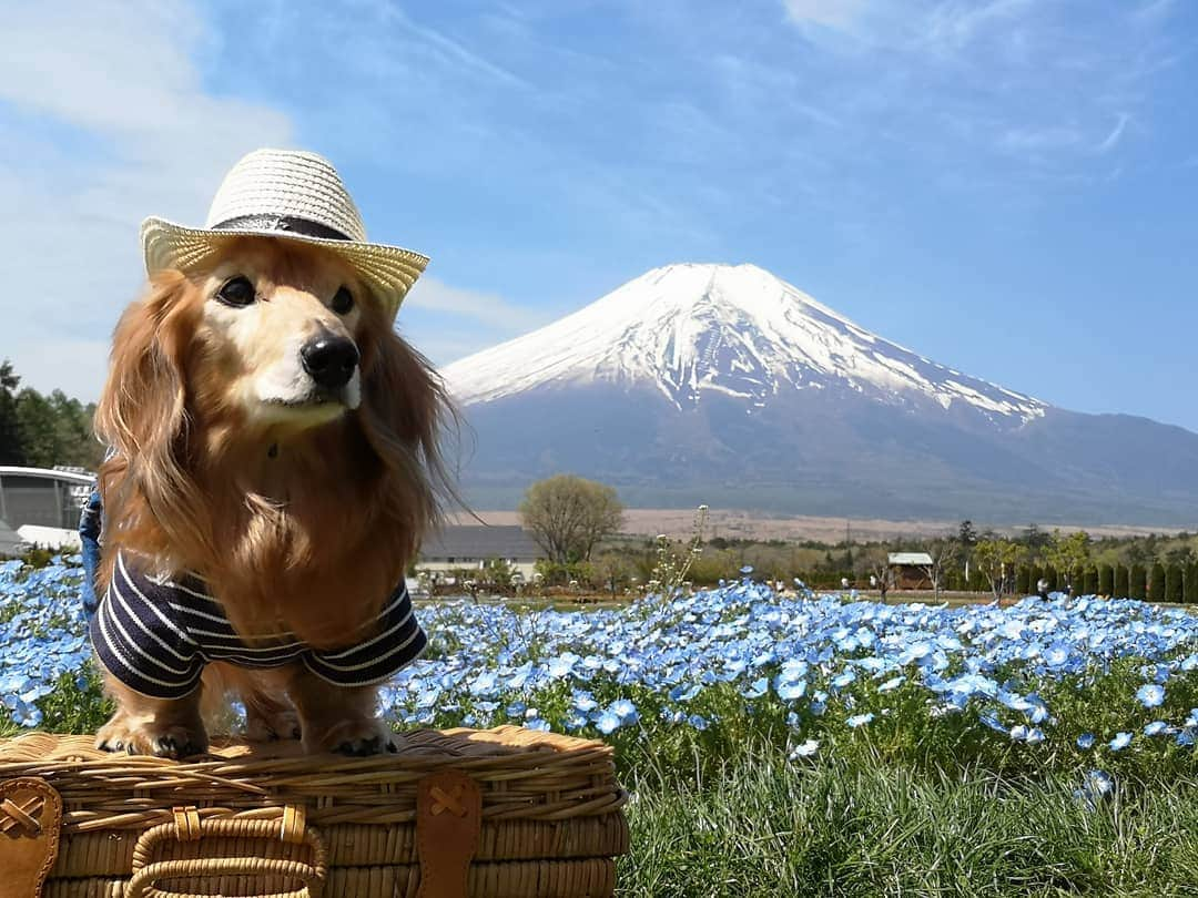 ?モデル?大地?さんのインスタグラム写真 - (?モデル?大地?Instagram)「♪🐾2019*5*14 🐾 . 先週末は、🗻山梨県にある 花の都公園に🐾お散歩しに行って来たよ🎶😄 . . 週間天気予報では☔雨マークが付いたり ☁雲マークが付いたりしていたけど😅 . 当日は、🗻富士山が☁雲に隠れる事なく 🗻富士山をバックにして 可愛い📷写真を撮る事が出来ました🎶😆😆😆 . . 📷写真を撮っていると帽子が曲がっちゃう事も…😅 . 📷5枚目 けれど、そんな時は✨神の手が サッと直してくれるよ🎶✌️😁ｲﾋﾋｯ🎶 . . 🐾🐾🐾🐾🐾🐾🐾🐾🐾🐾🐾🐾🐾🐾 . #大地#大好き#だいすき #いつも一緒#ずっと一緒 #大地なしでは生きて行けませんw #いぬ#犬#わんこ#ワンコ . #愛犬 #犬バカ部#いぬら部#いぬすたぐらむ #犬のいる暮らし #pecoいぬ部#わんこのunco . #横浜#yokohama#神奈川 #富士山#fuji #山梨 #青空 #散歩 #お散歩 #ミニチュアダックスフンド#ミニチュアダックス #ダックスフンド#ダックス」5月14日 17時38分 - sachi_daichi