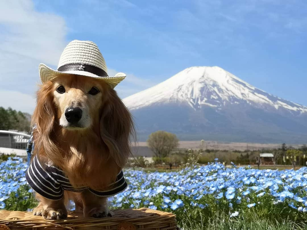 ?モデル?大地?さんのインスタグラム写真 - (?モデル?大地?Instagram)「♪🐾2019*5*14 🐾 . 先週末は、🗻山梨県にある 花の都公園に🐾お散歩しに行って来たよ🎶😄 . . 週間天気予報では☔雨マークが付いたり ☁雲マークが付いたりしていたけど😅 . 当日は、🗻富士山が☁雲に隠れる事なく 🗻富士山をバックにして 可愛い📷写真を撮る事が出来ました🎶😆😆😆 . . 📷写真を撮っていると帽子が曲がっちゃう事も…😅 . 📷5枚目 けれど、そんな時は✨神の手が サッと直してくれるよ🎶✌️😁ｲﾋﾋｯ🎶 . . 🐾🐾🐾🐾🐾🐾🐾🐾🐾🐾🐾🐾🐾🐾 . #大地#大好き#だいすき #いつも一緒#ずっと一緒 #大地なしでは生きて行けませんw #いぬ#犬#わんこ#ワンコ . #愛犬 #犬バカ部#いぬら部#いぬすたぐらむ #犬のいる暮らし #pecoいぬ部#わんこのunco . #横浜#yokohama#神奈川 #富士山#fuji #山梨 #青空 #散歩 #お散歩 #ミニチュアダックスフンド#ミニチュアダックス #ダックスフンド#ダックス」5月14日 17時38分 - sachi_daichi