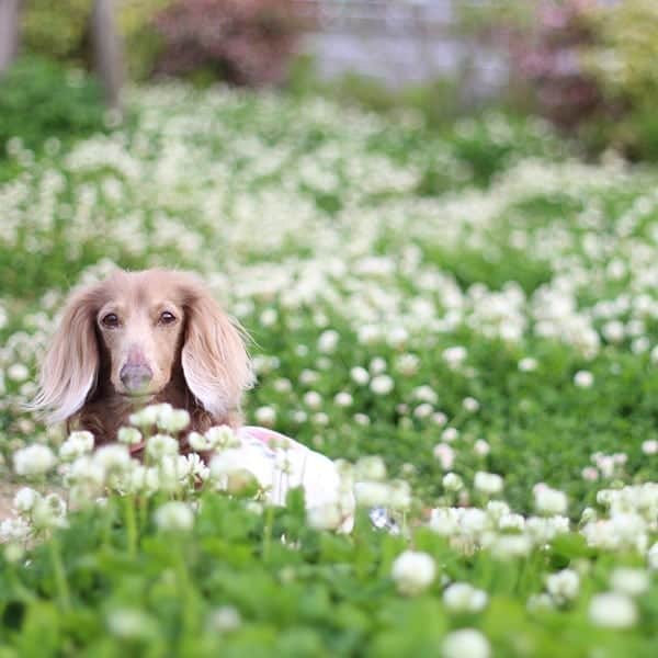 くるみんのインスタグラム：「新港中央広場のpickがまだあった！ シロツメクサのある場所で🍀 花が鼻に重なっちゃった * #ミニチュアダックスフンド #ミニチュアダックスフント #ミニチュアダックス #イザベラタン #イザベラ #ダックス多頭飼い #ダックスフント #ダックス #ダックスフンド #新港中央広場 #みなとみらい #シロツメクサ #いぬばか部 #いぬすたぐらむ #短足部 #わんこなしでは生きていけません会 #ワンコなしでは生きて行けません会 #dachshundgram #dachshund #dogstagram #east_dog_japan #instagramdog #instadachs #kyounodachs #kyounowanko #todayswanko #7pets_1day #赤レンガ #canon #inutokyo」