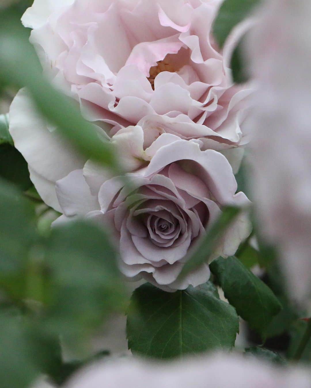 柴田淳さんのインスタグラム写真 - (柴田淳Instagram)「my garden🌹 #rose」5月14日 9時02分 - shibatajun_official