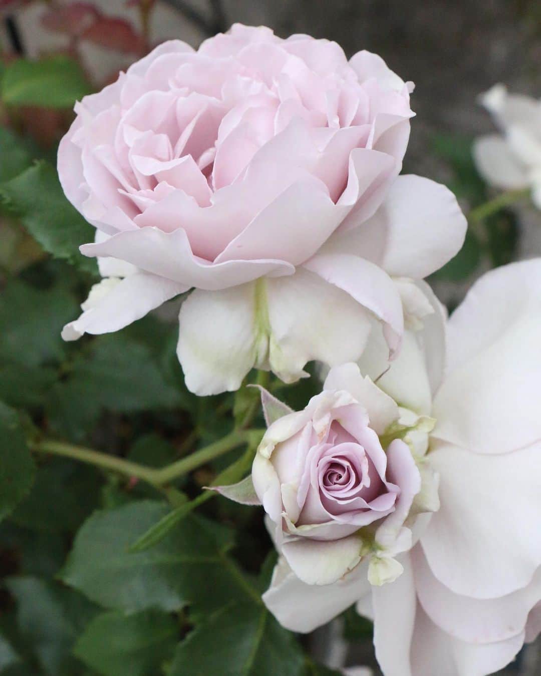 柴田淳さんのインスタグラム写真 - (柴田淳Instagram)「my garden🌹 #rose」5月14日 9時02分 - shibatajun_official
