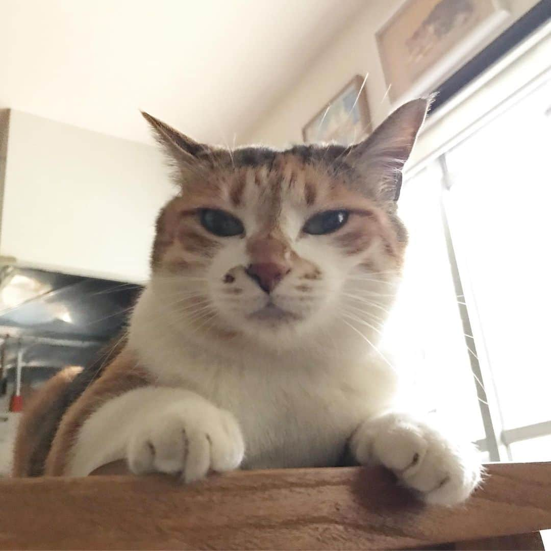 山田稔明さんのインスタグラム写真 - (山田稔明Instagram)「おはよ #ポチ実 #三毛猫 #チミあくび」5月14日 9時09分 - toshiakiyamada