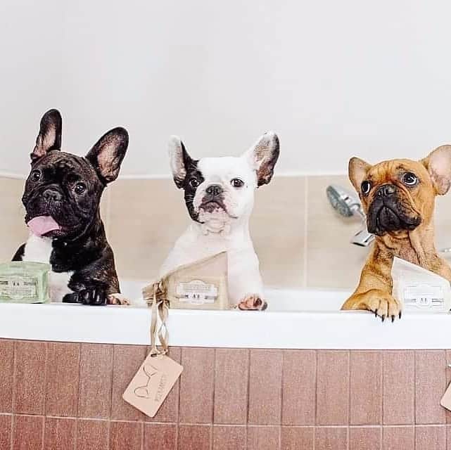 Regeneratti&Oliveira Kennelさんのインスタグラム写真 - (Regeneratti&Oliveira KennelInstagram)「Dogs have much different skin than humans, so it’s important to choose your shampoos carefully. These all-natural shampoo bar from @naturaldogcompany is amazing because they are super moisturizing, pet safe, and will leave your dog extra soft & cuddly. They will even dry faster and without that wet dog smell! . ⭐⭐⭐⭐ Save 20% off your entire order with code JMARCOZ at NaturalDog.com | @naturaldogcompany | worldwide shipping | ad 📷: @bozenowelove @psiekawostki.pl . . . . . . . #frenchie #frenchieoftheday #französischebulldogge #franskbulldog #frenchbull #fransebulldog #frenchbulldog #frenchiepuppy #dog #dogsofinstagram #petstagram #bully #bulldog #bulldogfrances #フレンチブルドッグ #フレンチブルドッグ #フレブル #ワンコ  #frenchiesgram #frenchbulldogsofinstagram #ilovemyfrenchie #batpig #buhi #squishyfacecrewbulldog」5月14日 9時09分 - jmarcoz