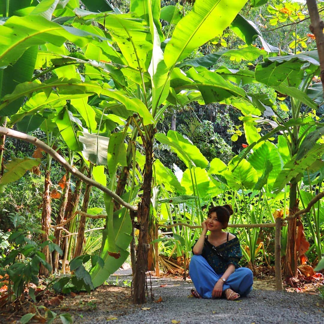 のインスタグラム：「． 🍌🍌🍌 トレッキングの帰り道にあるミニバナナの木のトンネルと吊り橋🐒 ． 海外で #ジブリ 気分💕w ． ホテルの敷地内だけでもずっと散歩してられるくらい広くて楽しい😂😂 ． @shangrilarasaria @tourismmalaysia_japanoffice @sabahtourism #マレーシア #ボルネオ島 #サバ州 #コタキナバル #sabahtourismjpn #sabahtourism #myshangrila #genic_絶景と秘話#旅 #アジア #アジア旅行 #photography #女子旅 #海外旅行 #🇲🇾 #✈️ #trip #travel #旅したくなるフォト  #旅行好きな人と繋がりたい #写真撮ってる人と繋がりたい  #カメラ好きな人と繋がりたい  #ファインダー越しの私の世界  #カメラ女子 #バナナ」