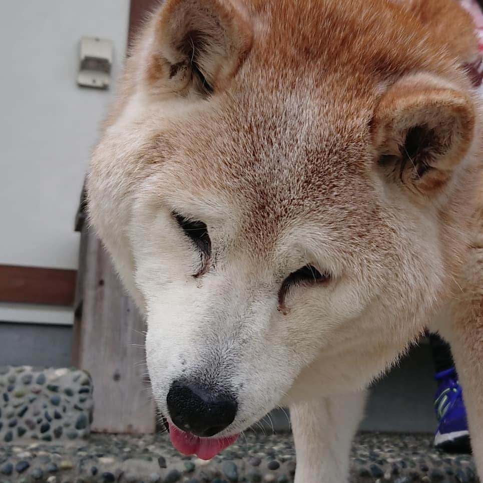 柴子さんのインスタグラム写真 - (柴子Instagram)「柴子(仮名)さん、朝から動物病院連れて来られて落ち着かない(^_^;) 車の中でも大絶叫してたから、行くのが分かったのかな。そのへんの感覚は元のママ(笑) #柴犬　#shibainu #shibastagram」5月14日 9時25分 - senogawadogs