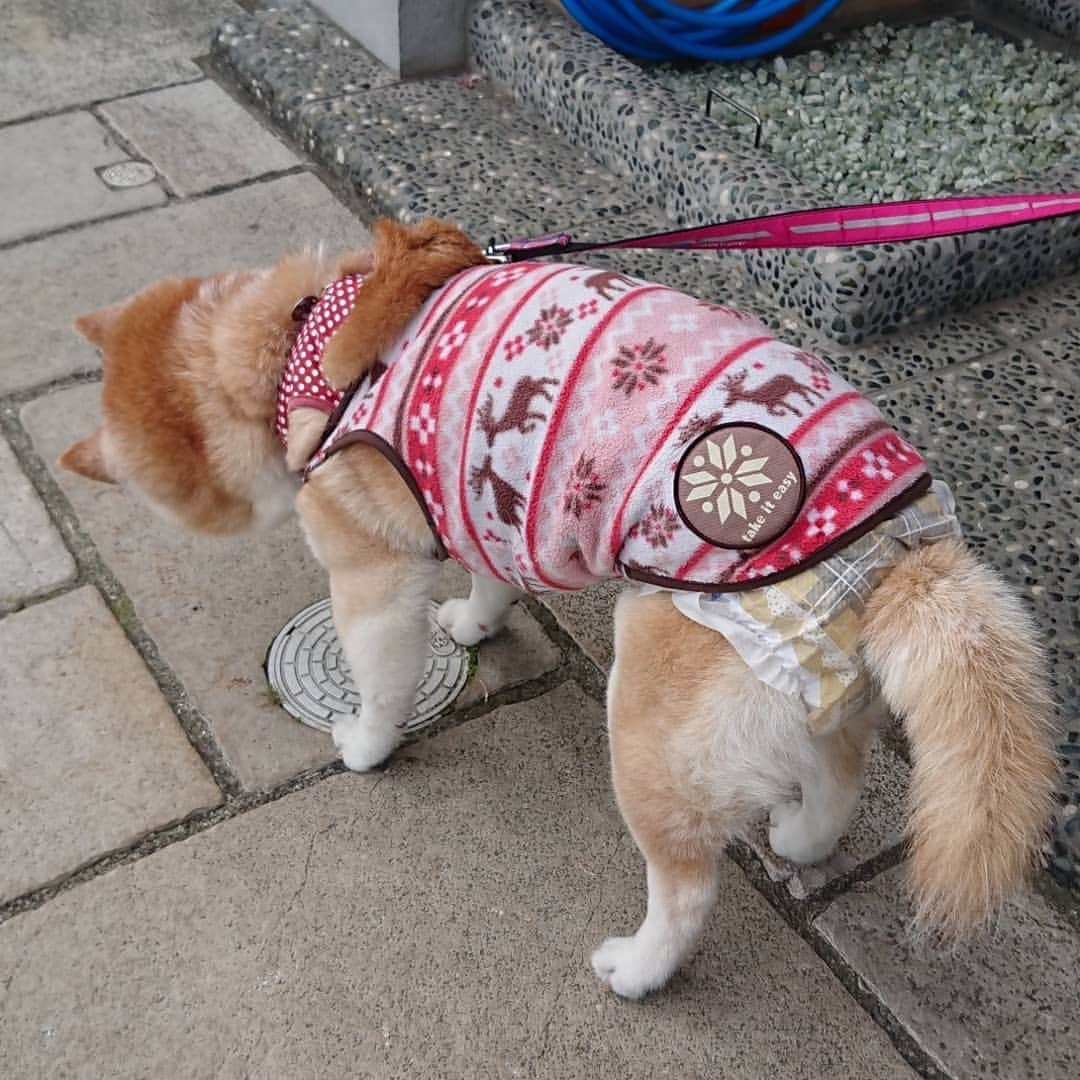 柴子さんのインスタグラム写真 - (柴子Instagram)「柴子(仮名)さん、朝から動物病院連れて来られて落ち着かない(^_^;) 車の中でも大絶叫してたから、行くのが分かったのかな。そのへんの感覚は元のママ(笑) #柴犬　#shibainu #shibastagram」5月14日 9時25分 - senogawadogs