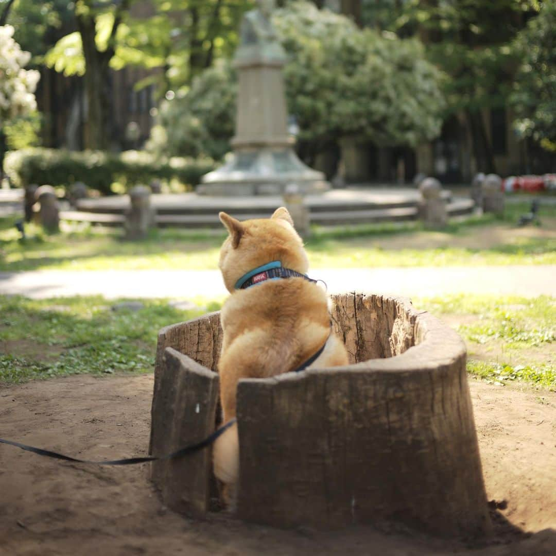 まる（まるたろう）さんのインスタグラム写真 - (まる（まるたろう）Instagram)「To soak in the hot spring.✨🐶☺️✨肩こりがある人は肩までゆっくり浸かると効果が出ます #まるもしっかり肩まで浸かってますね #あるよ #肩あるよ #失礼しました #まる温泉は根津駅徒歩8分  #大きめな人が無理に入ろうとすると #お湯が全部溢れる事になりますので #ご遠慮くださいね」5月14日 9時29分 - marutaro