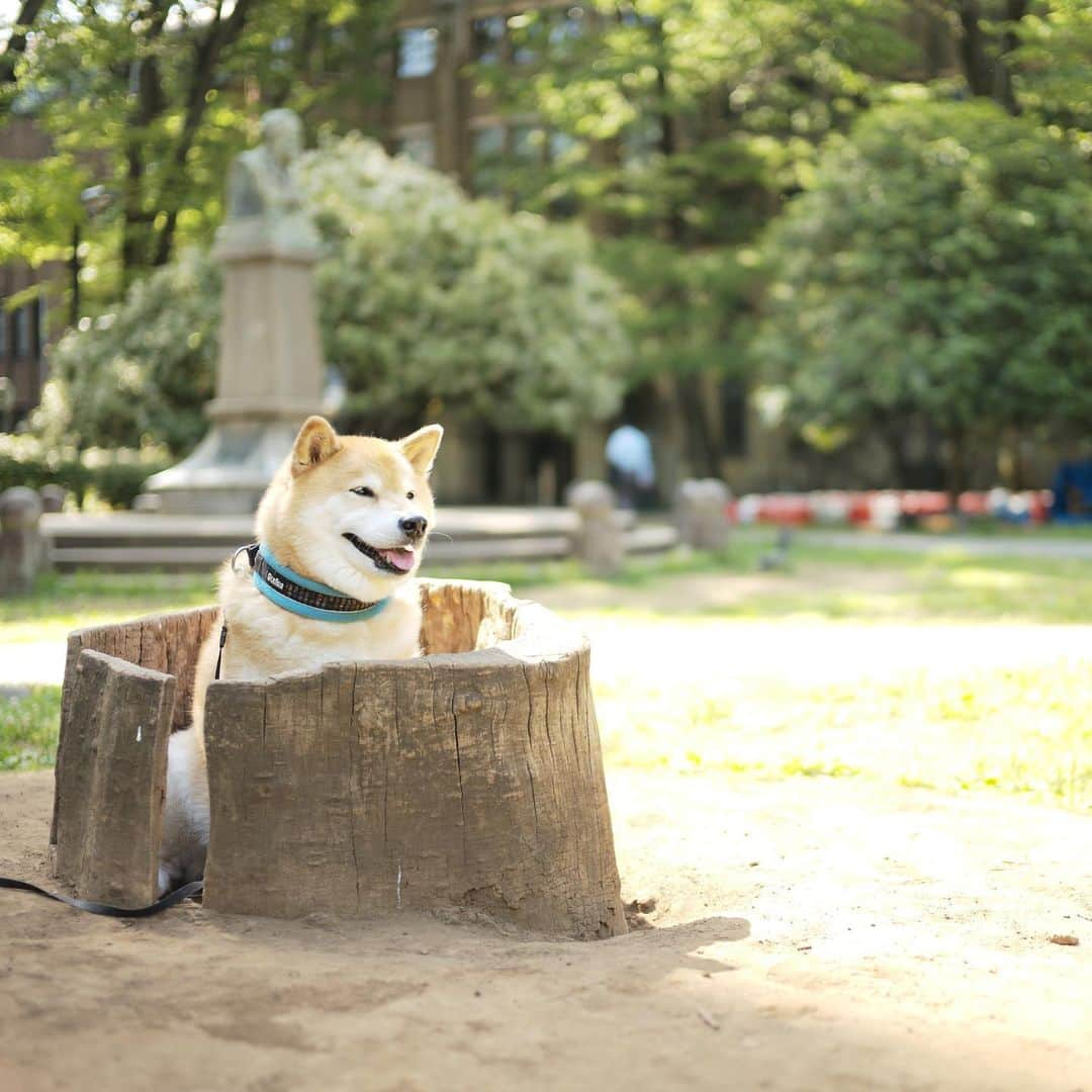 まる（まるたろう）さんのインスタグラム写真 - (まる（まるたろう）Instagram)「To soak in the hot spring.✨🐶☺️✨肩こりがある人は肩までゆっくり浸かると効果が出ます #まるもしっかり肩まで浸かってますね #あるよ #肩あるよ #失礼しました #まる温泉は根津駅徒歩8分  #大きめな人が無理に入ろうとすると #お湯が全部溢れる事になりますので #ご遠慮くださいね」5月14日 9時29分 - marutaro