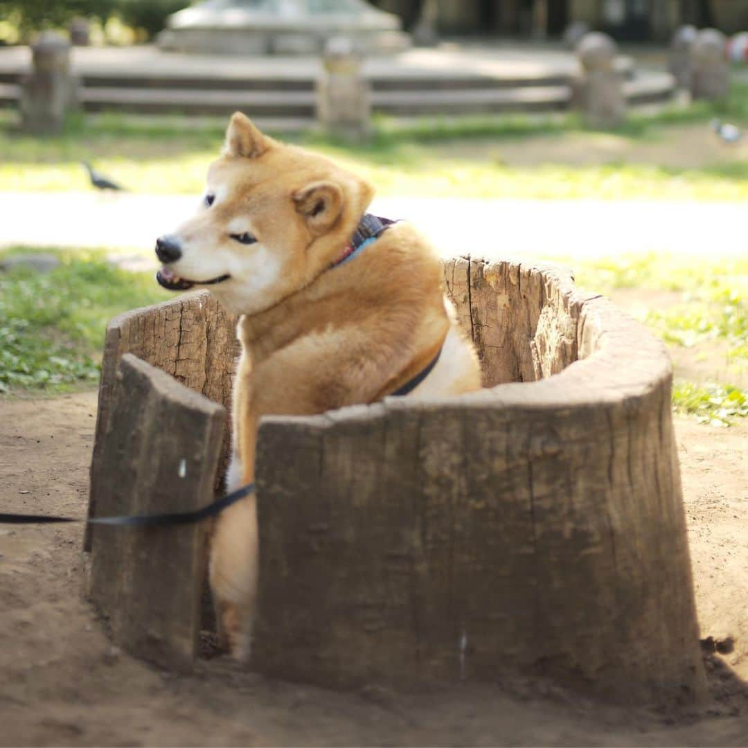 まる（まるたろう）さんのインスタグラム写真 - (まる（まるたろう）Instagram)「To soak in the hot spring.✨🐶☺️✨肩こりがある人は肩までゆっくり浸かると効果が出ます #まるもしっかり肩まで浸かってますね #あるよ #肩あるよ #失礼しました #まる温泉は根津駅徒歩8分  #大きめな人が無理に入ろうとすると #お湯が全部溢れる事になりますので #ご遠慮くださいね」5月14日 9時29分 - marutaro