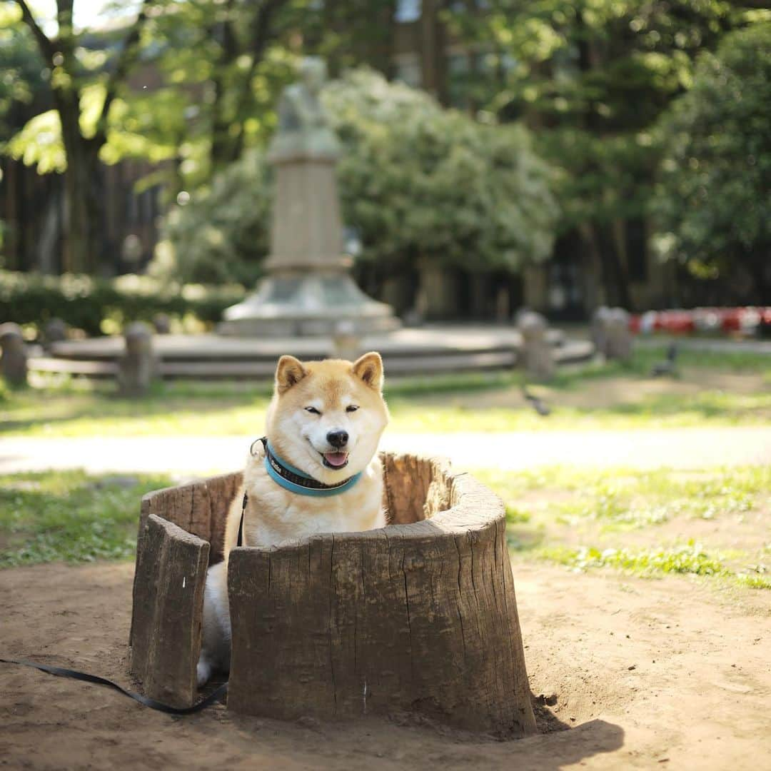 まる（まるたろう）さんのインスタグラム写真 - (まる（まるたろう）Instagram)「To soak in the hot spring.✨🐶☺️✨肩こりがある人は肩までゆっくり浸かると効果が出ます #まるもしっかり肩まで浸かってますね #あるよ #肩あるよ #失礼しました #まる温泉は根津駅徒歩8分  #大きめな人が無理に入ろうとすると #お湯が全部溢れる事になりますので #ご遠慮くださいね」5月14日 9時29分 - marutaro