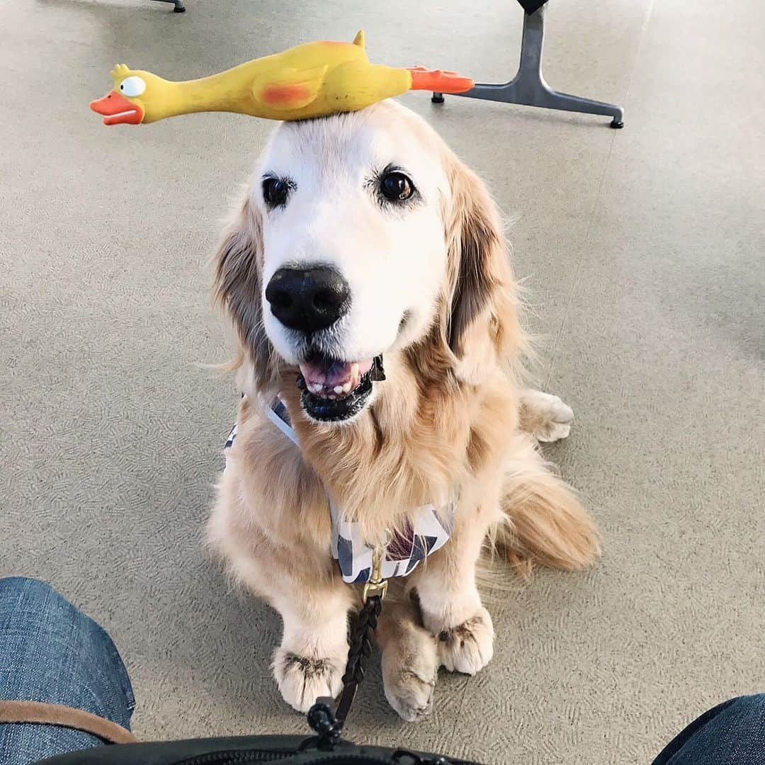 kei515yuさんのインスタグラム写真 - (kei515yuInstagram)「今日は目医者さん。 In the dog's ophthalmology. #dogsofinstagram #ゴールデンレトリバー #ilovegolden_retrievers #retrieversgram #petscorner #insta_animal #dog_ofinstagram #insta_dogs #gloriousgoldens #retriever #goldenretriever #犬バカ部 #igdog #gryuuko #topdogphoto #repost_ezyjp #retrieveroftheday #dogscorner #weeklyfluff #thedailygolden #dog_features #excellent_dogs #pecoいぬ部」5月14日 9時46分 - kei515yu