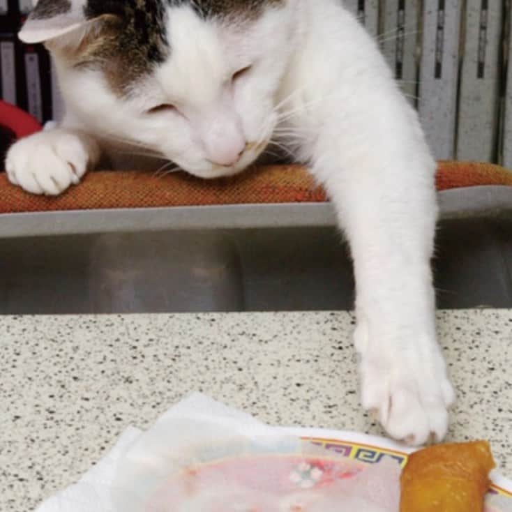 Kachimo Yoshimatsuさんのインスタグラム写真 - (Kachimo YoshimatsuInstagram)「kindle版「文庫版うちの猫ら」拡大して見る事が出来るのでまた違ったイメージで楽しめます。 #uchinonekora #yohkan #kindle  #neko #cat #catstagram #kachimo #猫 #ねこ #うちの猫ら http://kachimo.exblog.jp」5月14日 9時55分 - kachimo