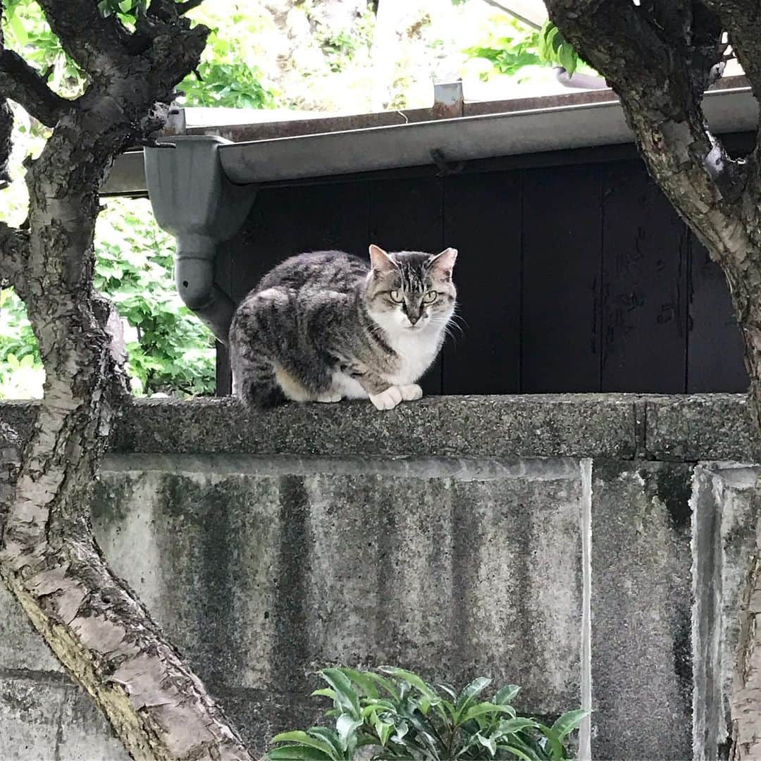 山田稔明さんのインスタグラム写真 - (山田稔明Instagram)「ママンの美しさ #チミママ」5月14日 10時01分 - toshiakiyamada