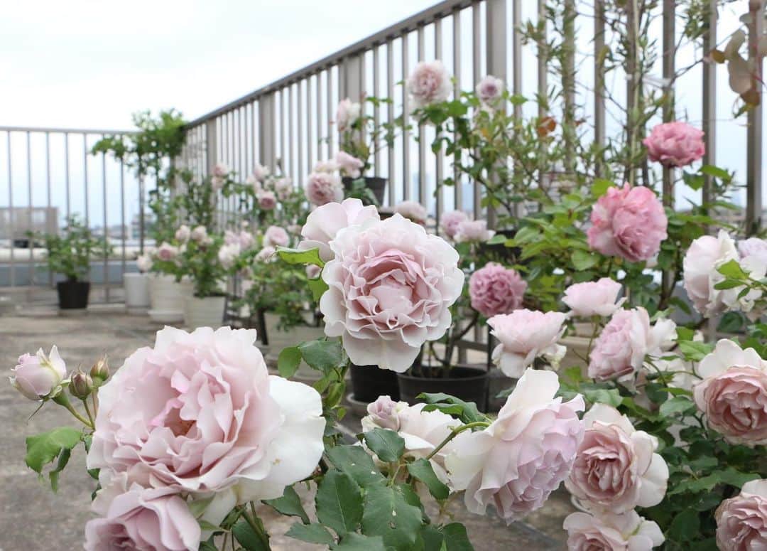 柴田淳さんのインスタグラム写真 - (柴田淳Instagram)「誰にも見てもらえない私の花園🌹🌹 #mygarden #rose」5月14日 10時05分 - shibatajun_official