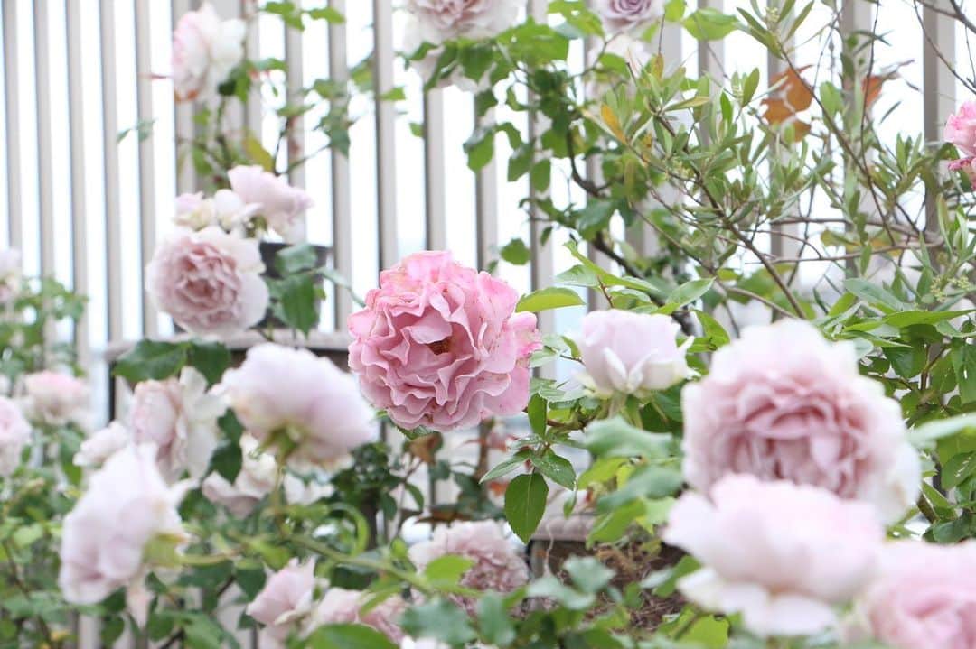 柴田淳さんのインスタグラム写真 - (柴田淳Instagram)「誰にも見てもらえない私の花園🌹🌹 #mygarden #rose」5月14日 10時05分 - shibatajun_official