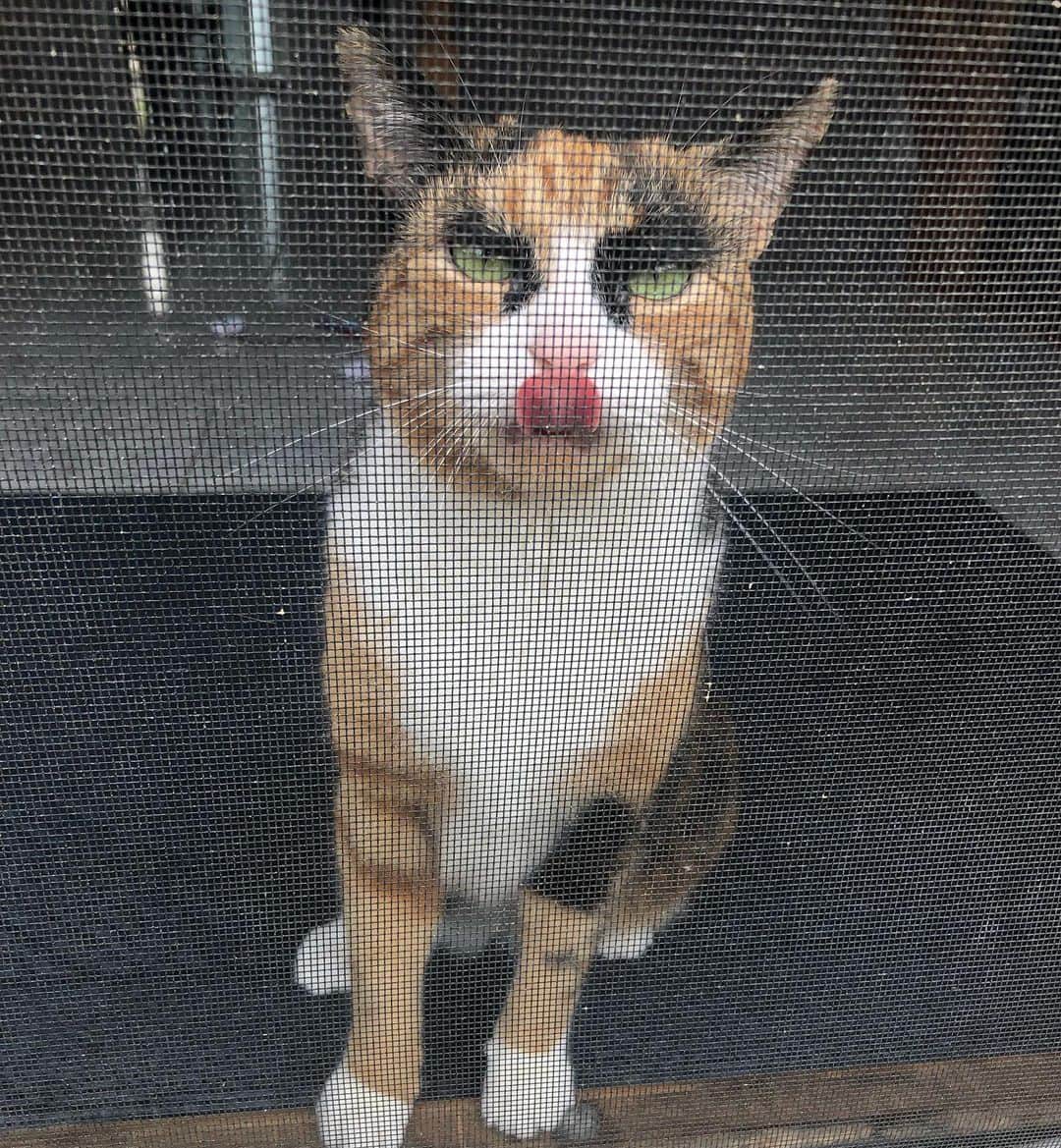 リリーのインスタグラム：「Let me outside or I will lick you to death 😹」